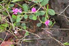Indigofera dalzellii